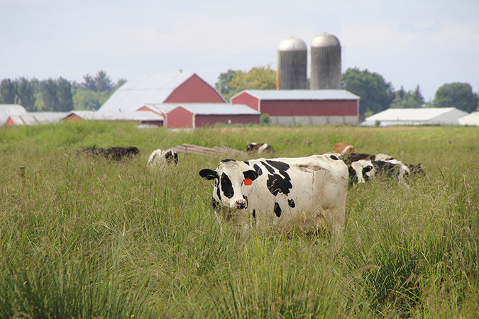 A dairy farm in Washington state. Photo credit: Modfos