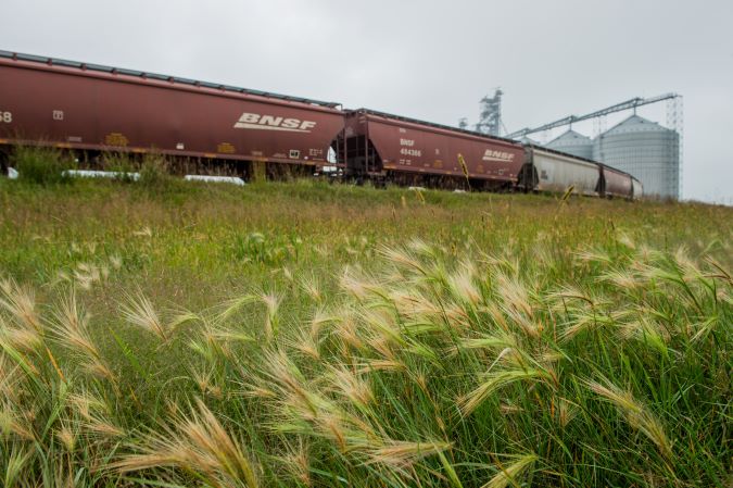 A BNSF grain shuttle approaching an elevator.