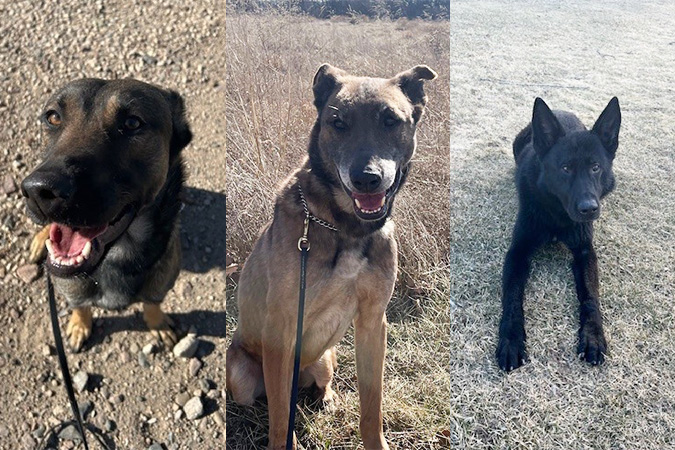 From left, Ferry, Maestro and Mavro