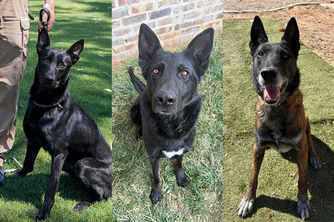 From left, Mayhem, Reddick and Savage